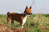 BASENJI 035